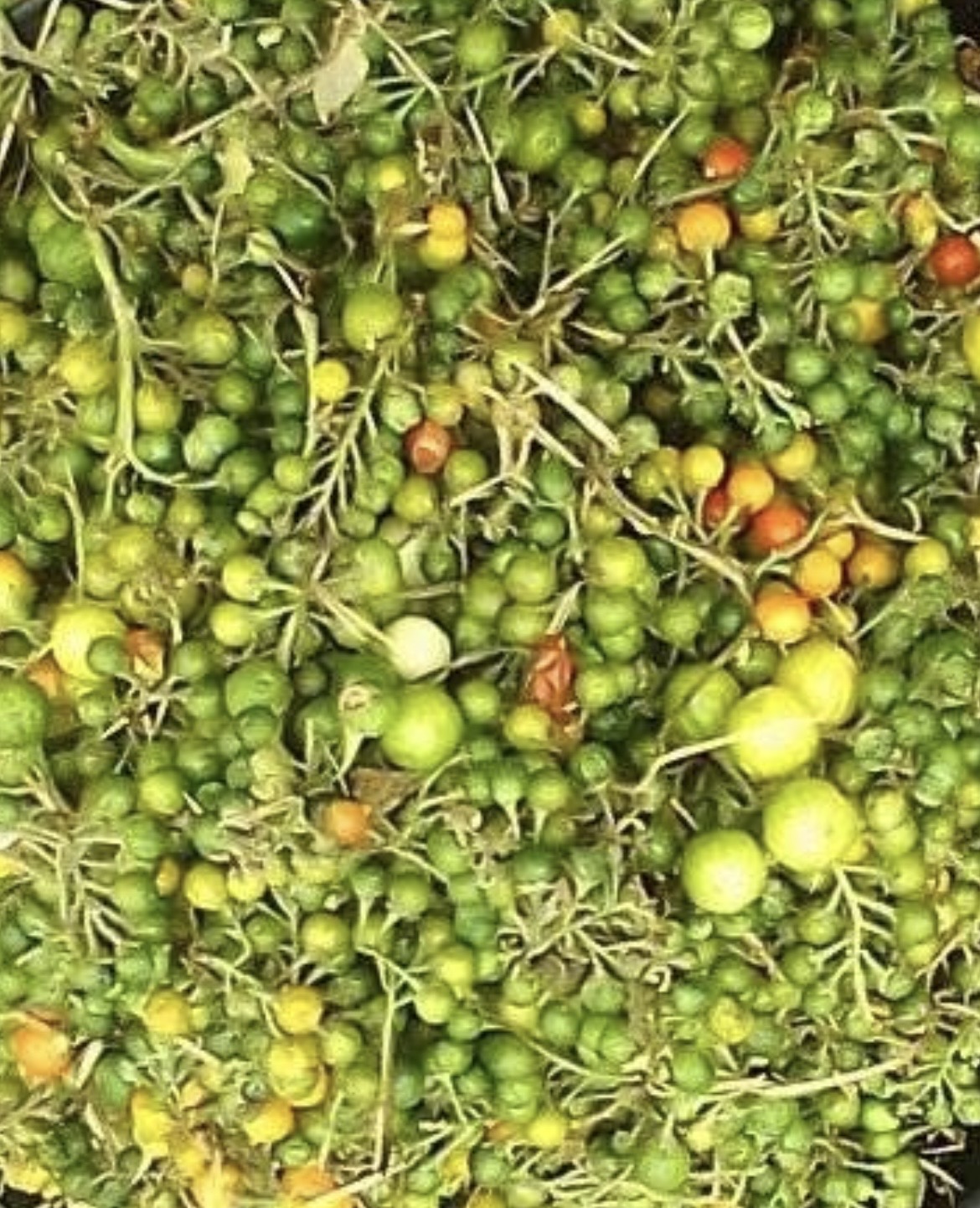 Fresh African bitter balls